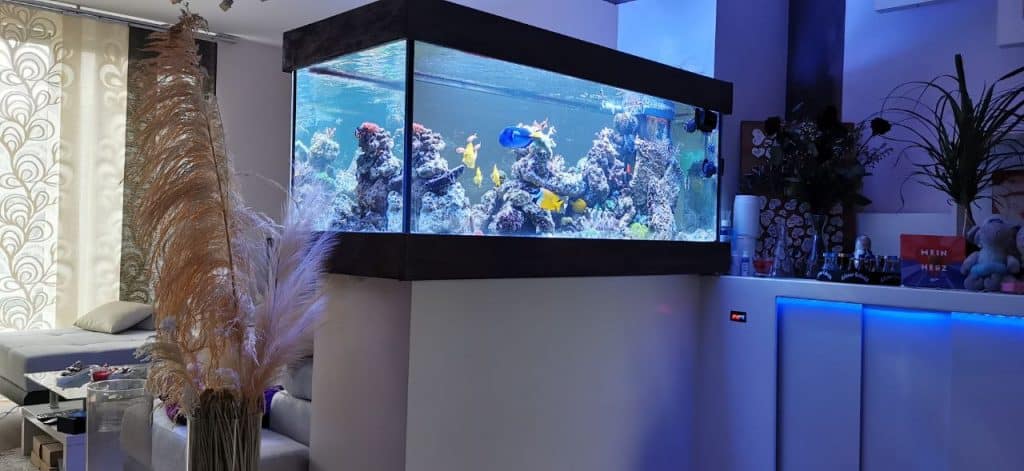 Reeftank, individuelle Aquarien mit Wartungsservice. Premium Aquarium Berlin