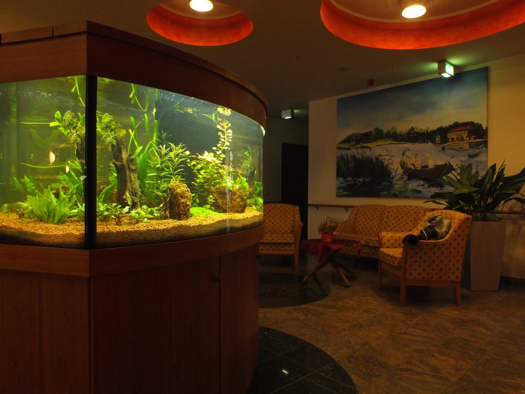 Design Aquarium, Aquarium gewölbt, Premium Aquarium, Aquarienpflege